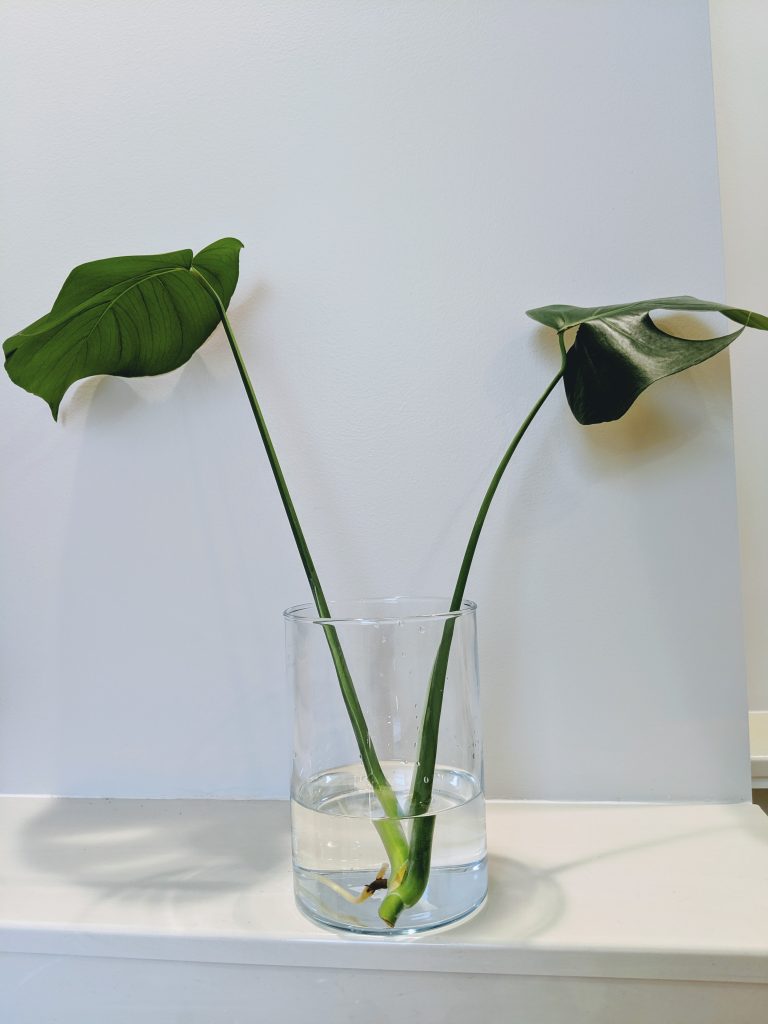 How to propagate a monstera – 5 easy steps to follow