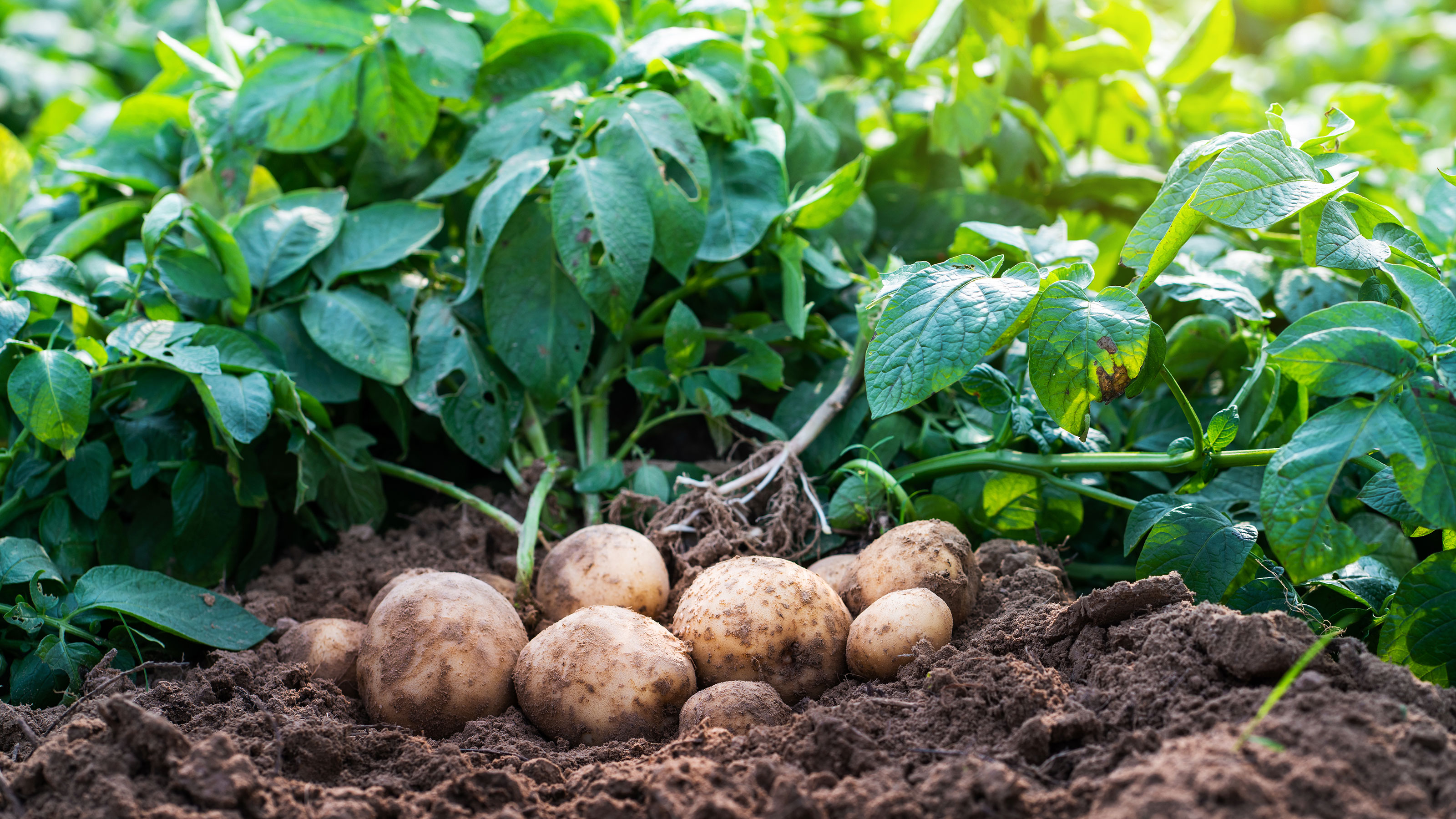 Vegetables as potato companion plants