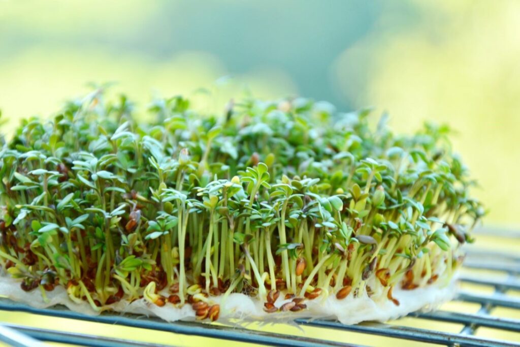How to grow cress – indoors or in the garden