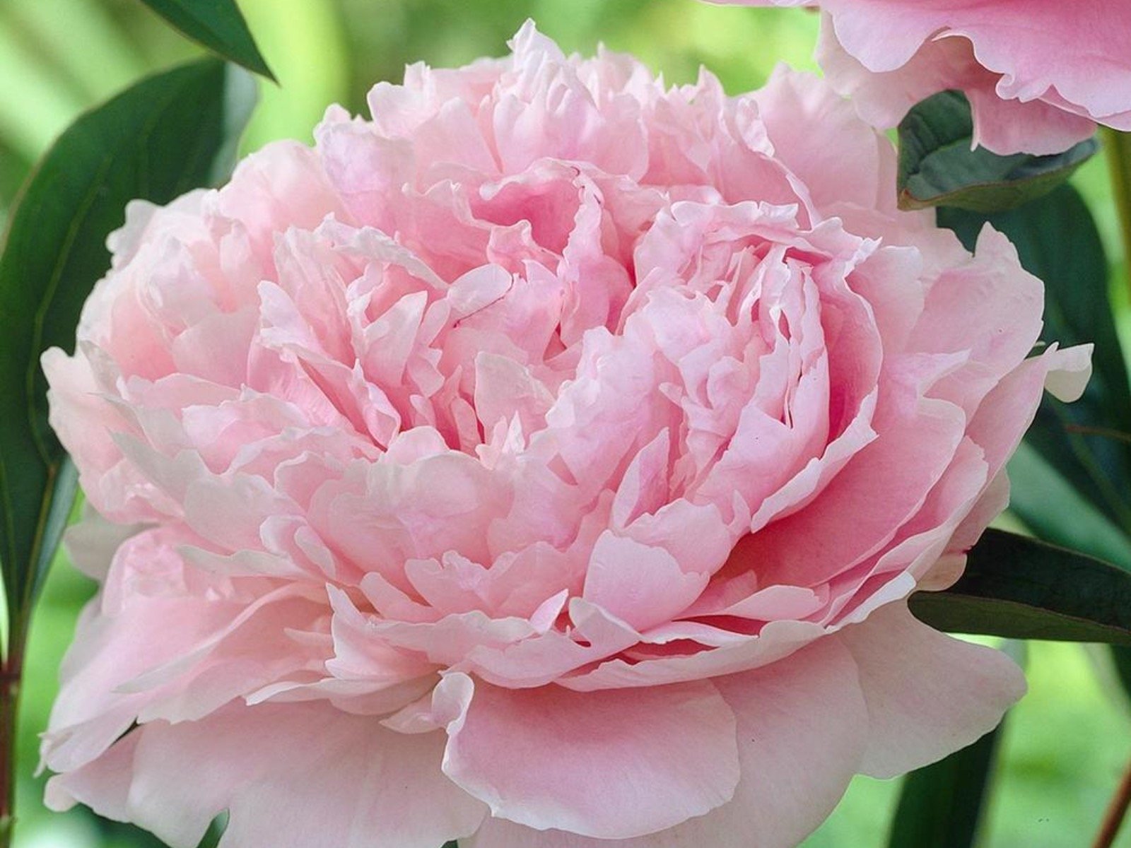 When to plant peonies – for a wonderful early summer show