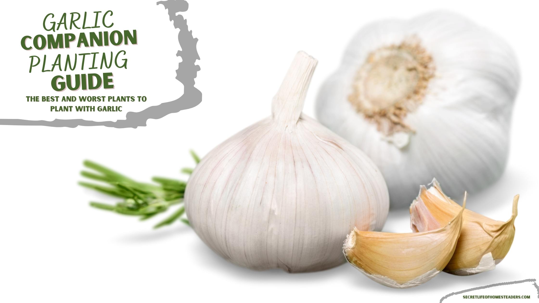 Garlic companion planting – the best plants to grow alongside it plus what to avoid