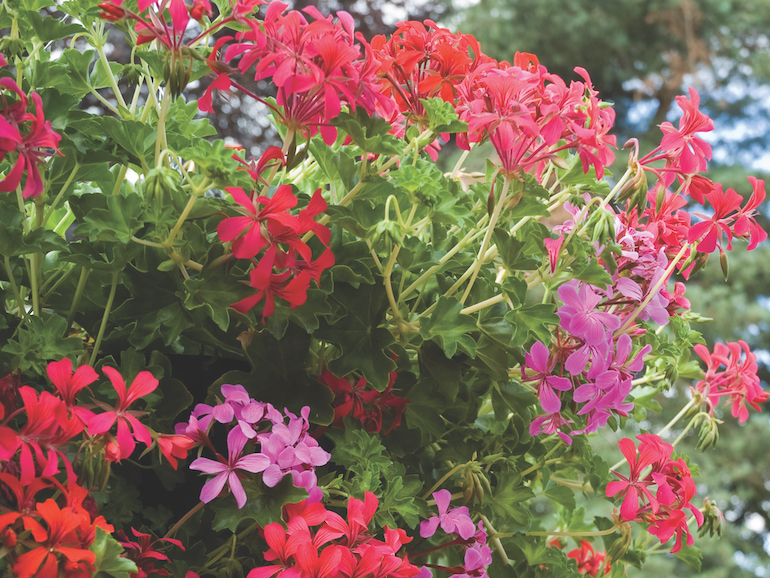 How to keep geraniums blooming – 5 expert tips for maximum flowers