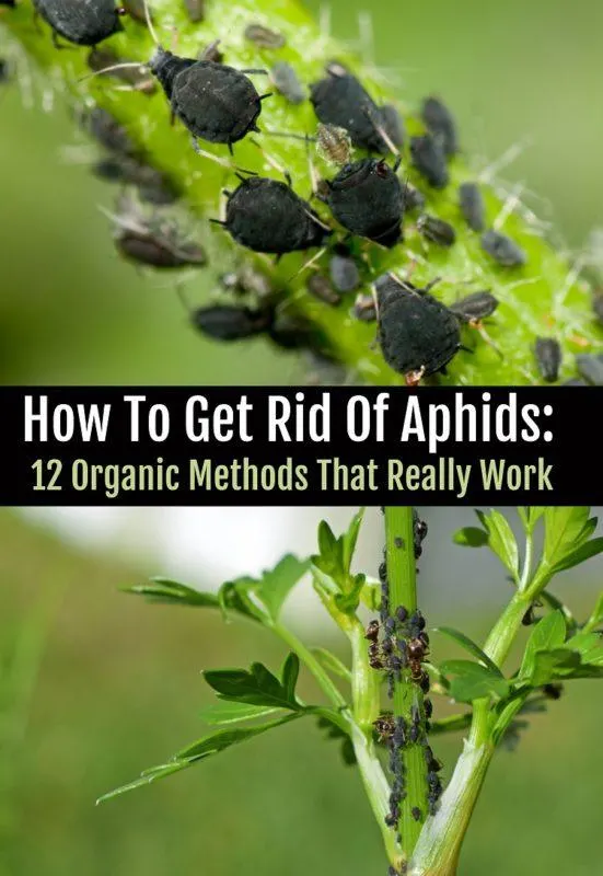 How to get rid of aphids – don’t let plants succumb to these minuscule destroyers