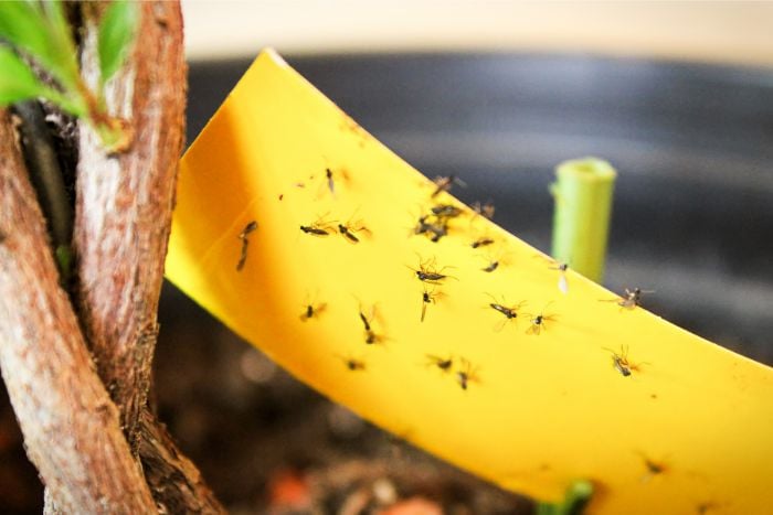 How to prevent fungus gnats