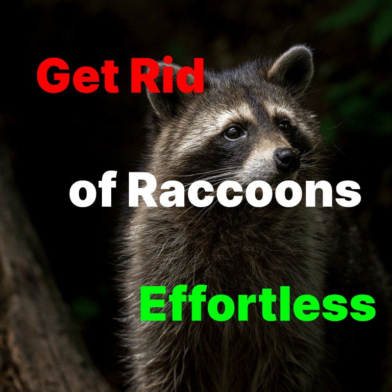 How to get rid of raccoons in the attic and on the roof