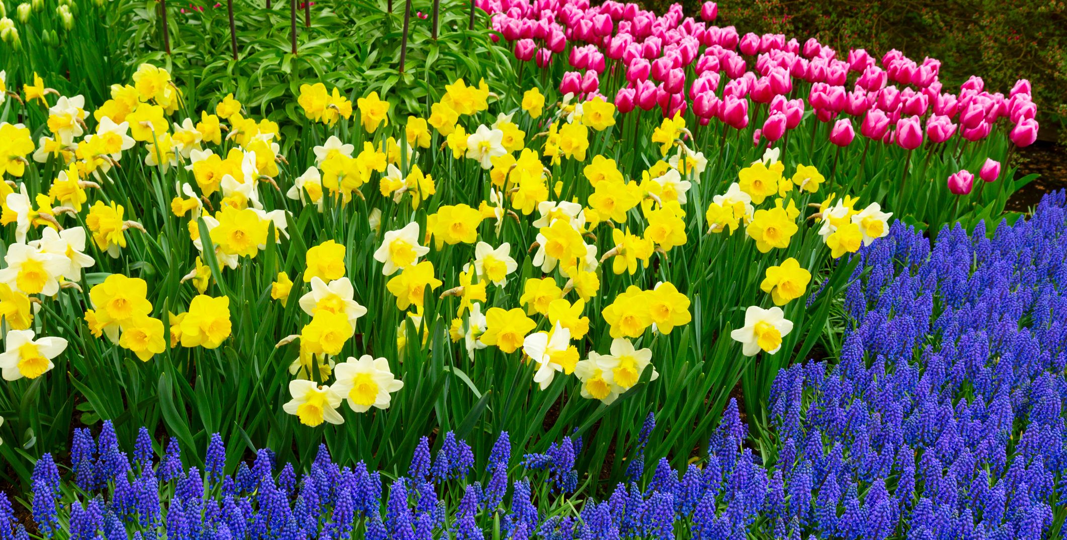 How to plant bulbs – expert tips for every type of bulb flower