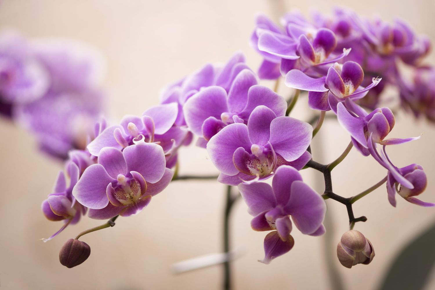When to repot orchids – for beautiful blooms