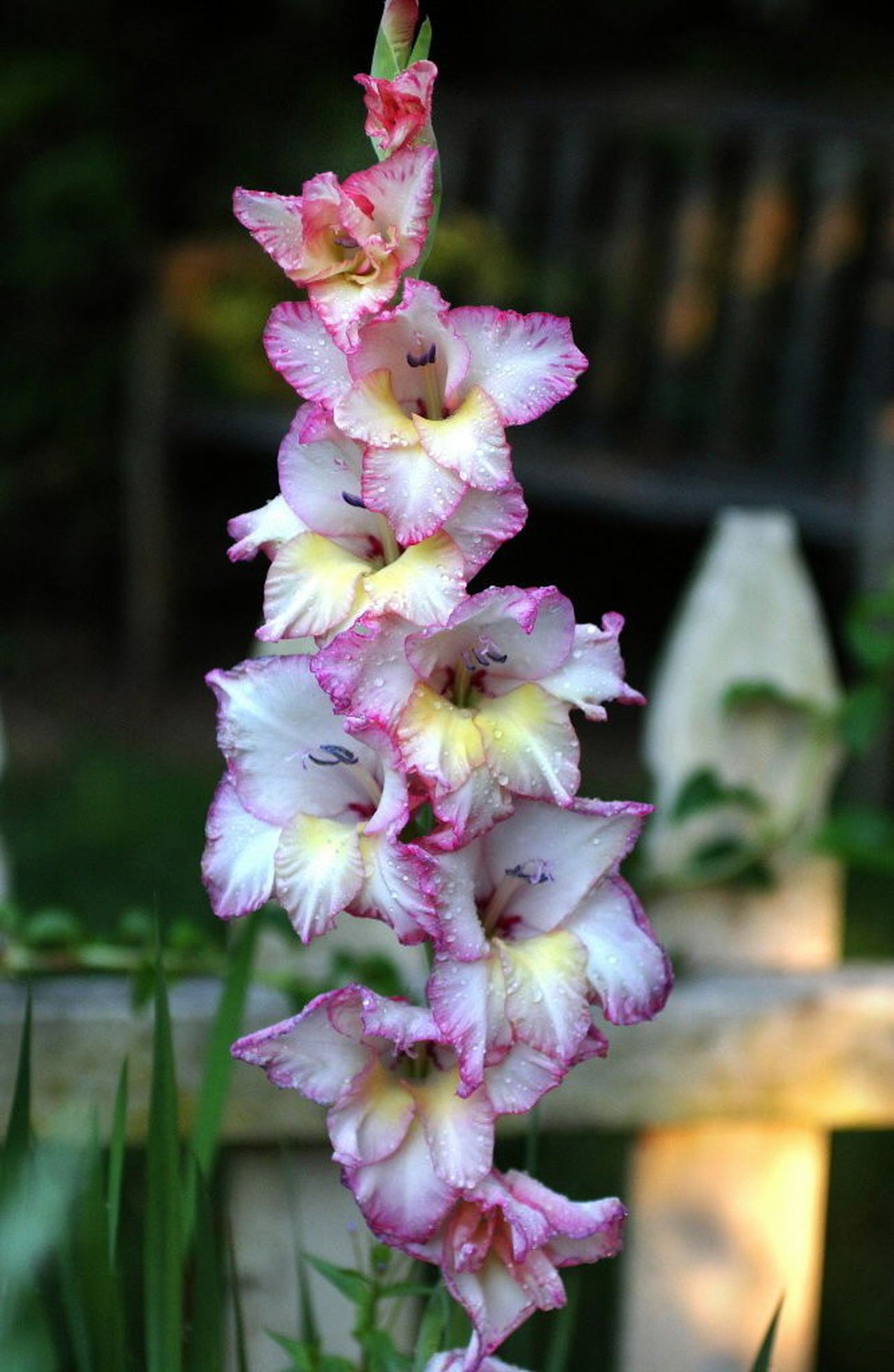 When do gladiolus bloom And what to do to for show-stopping flowers