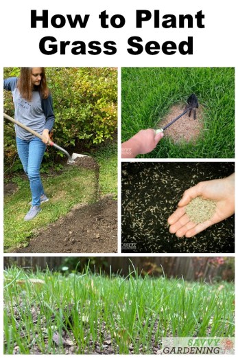 How to plant grass seed – an expert easy step-by-step