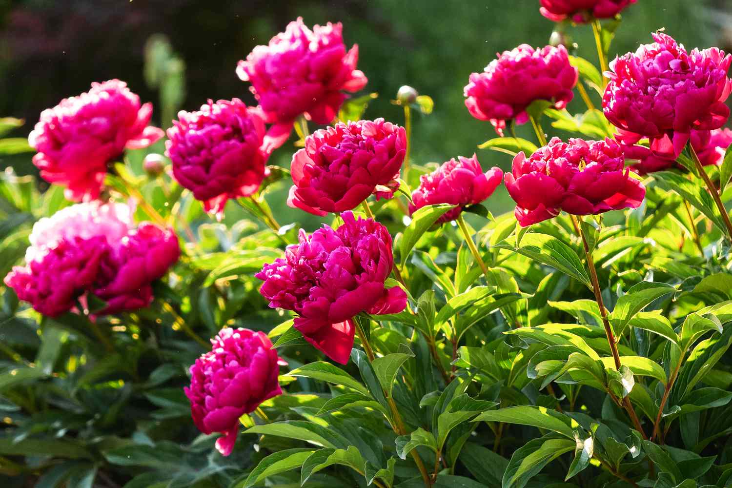When to sow peony-flowered plants