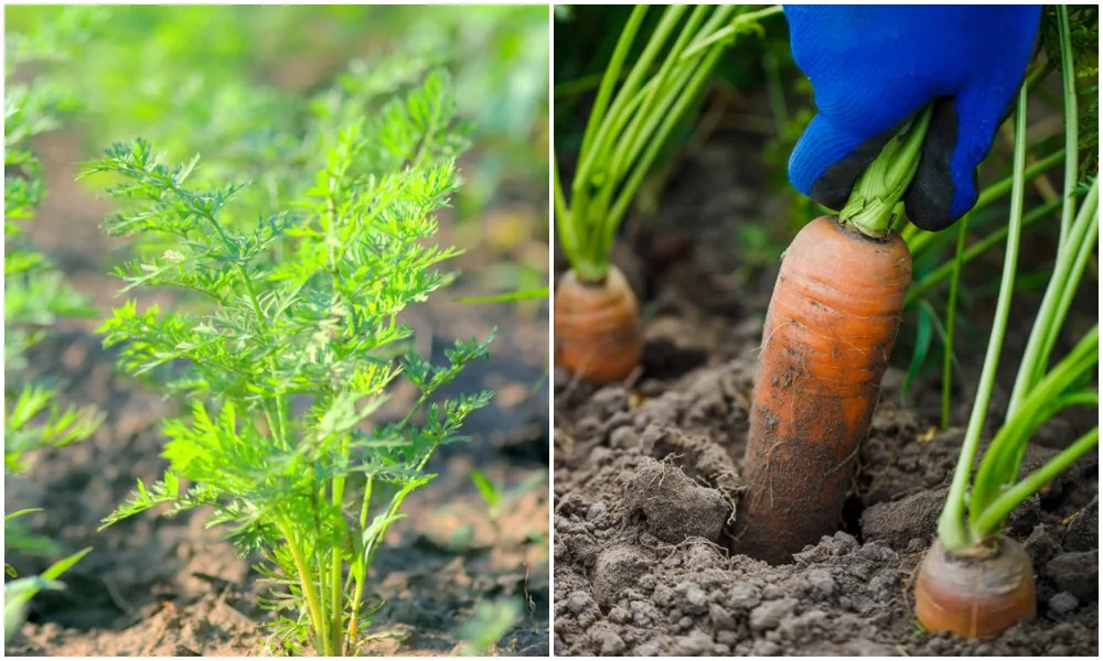 What is the best month to plant carrots