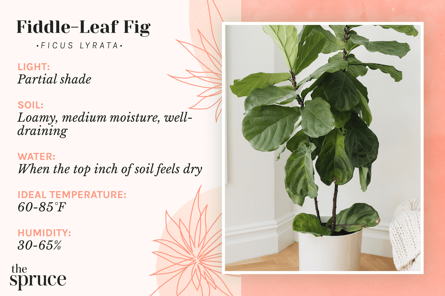 4 Water your repotted fiddle leaf fig