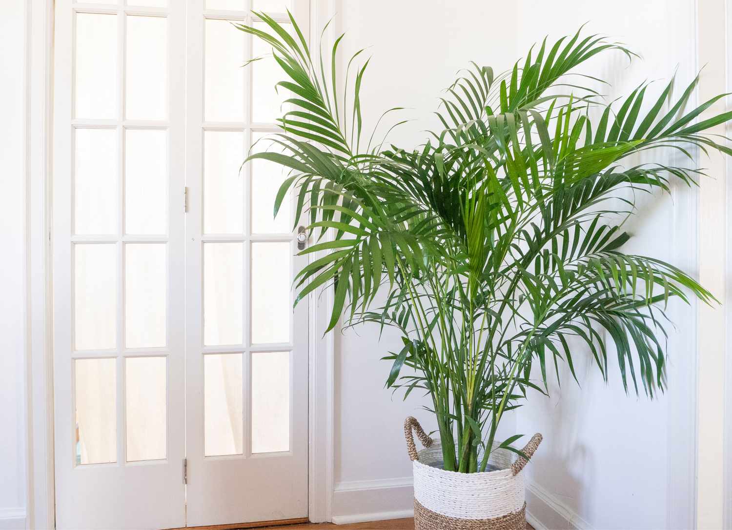 How to grow a palm tree