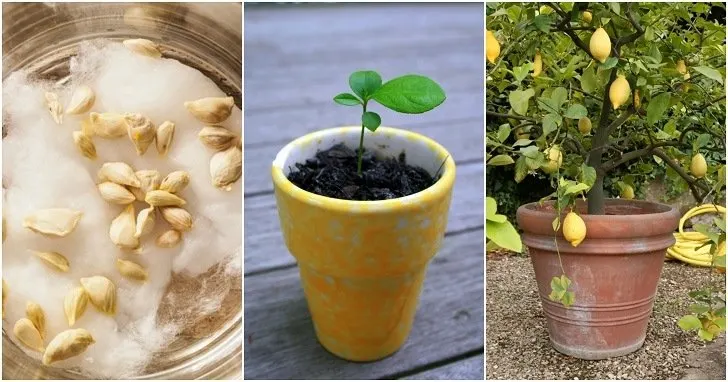 How to grow lemon from seed