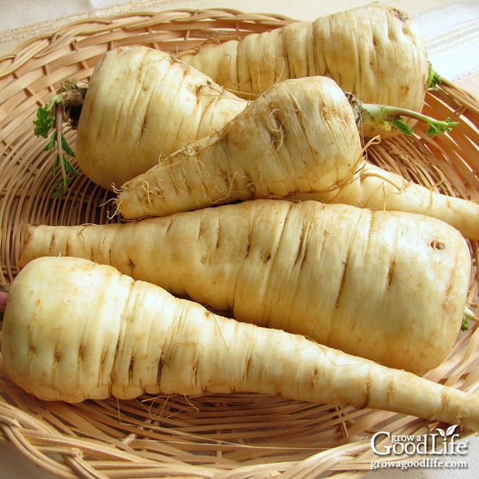 How to grow parsnips in containers