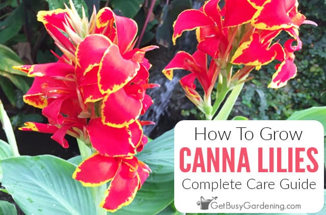 How to prune canna lilies