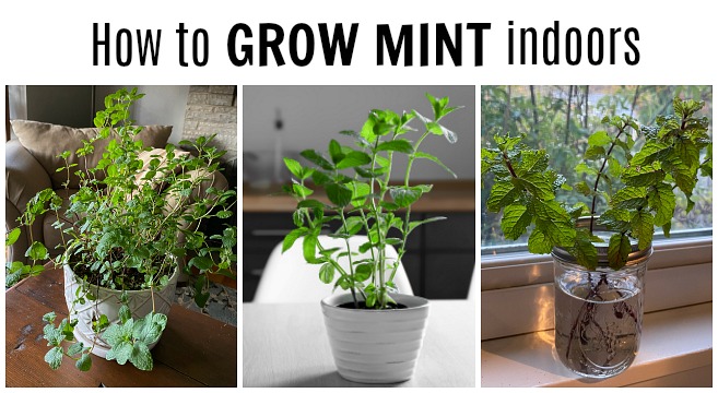 How to care for mint plants indoors