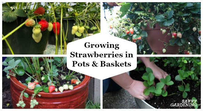 Choosing a container for strawberries