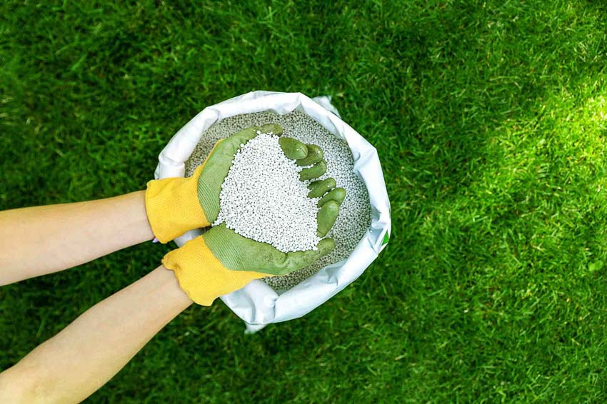How to fertilize a lawn – an expert guide
