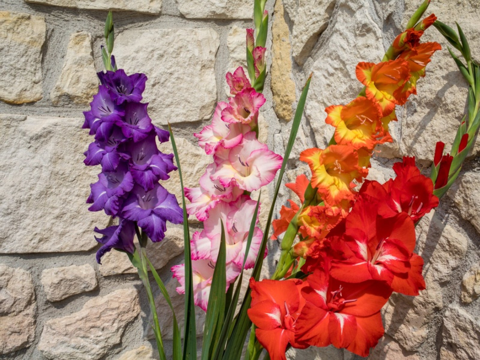 How to plant gladioli in pots