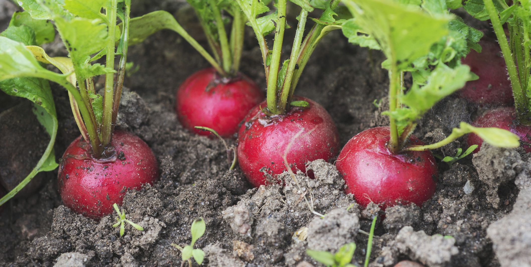 What to plant in March – vegetables