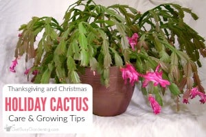 Can I replant a broken Christmas cactus branch