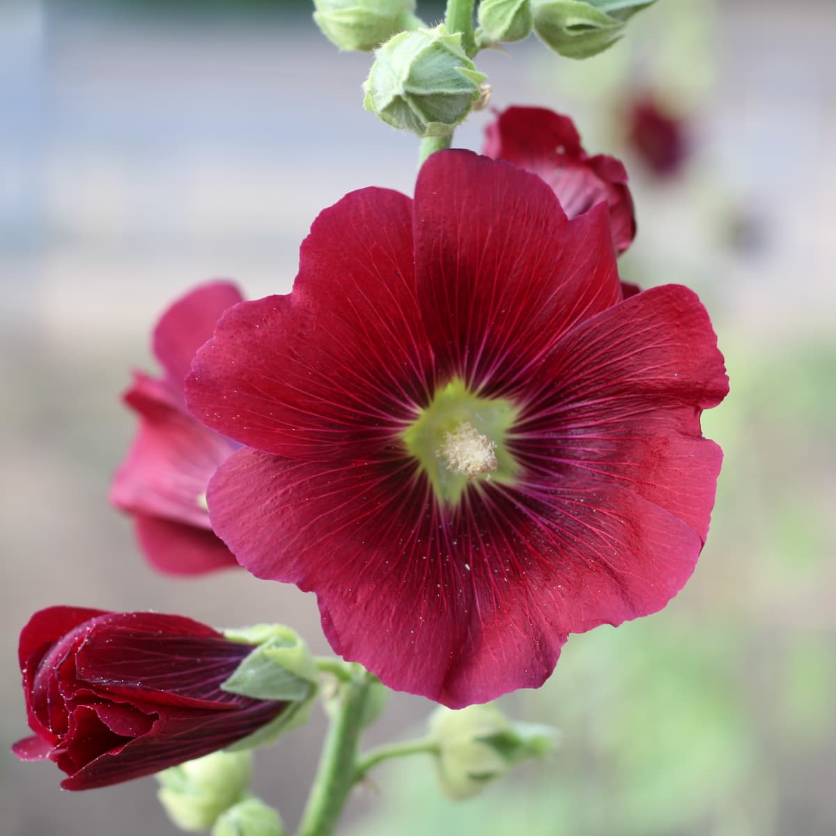 When to plant hollyhock seeds – for a spectacular show
