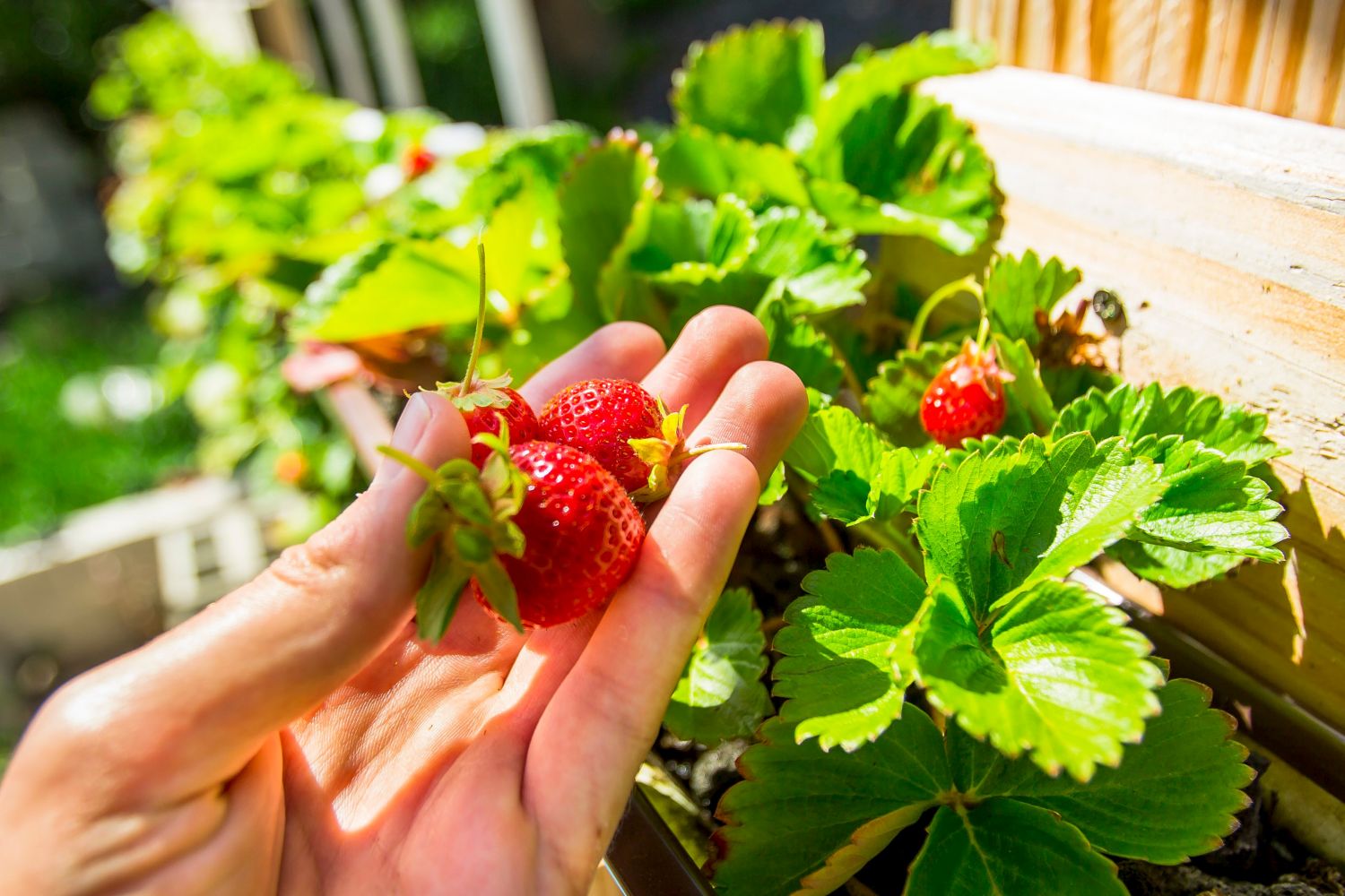 Benefits of growing strawberries in containers