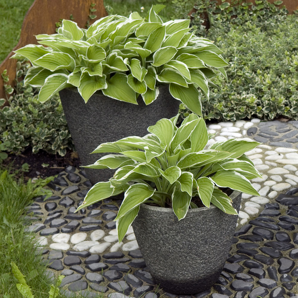 Should you protect hostas grown in pots for winter