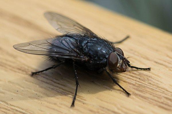 What smell do horse flies hate the most