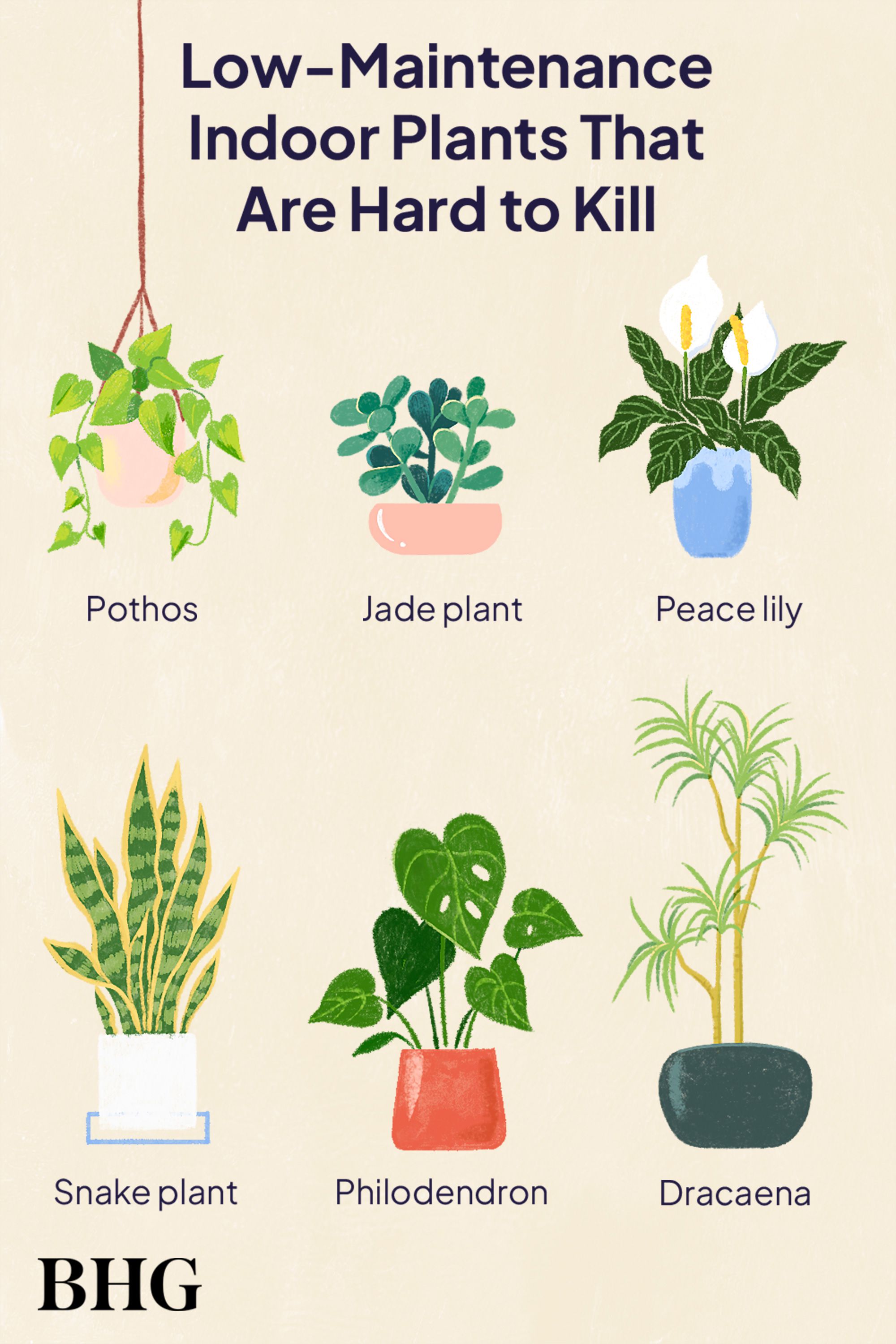 Best low maintenance indoor plants – 10 house plants that love to be ignored