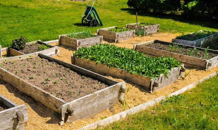 How wide should a raised garden bed be Expert advice for picking the perfect size