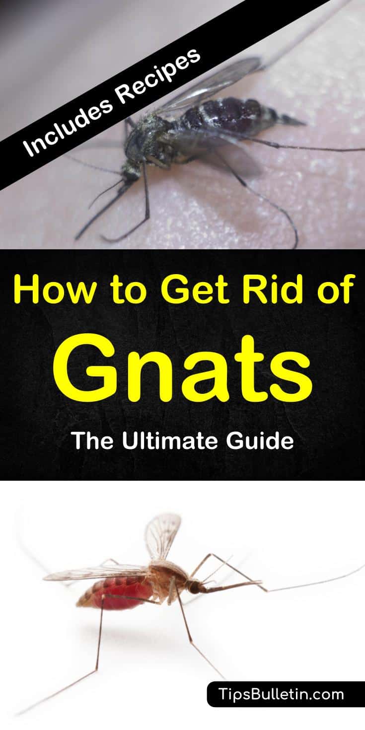 How to get rid of gnats – 12 methods to dispel unwanted gnats