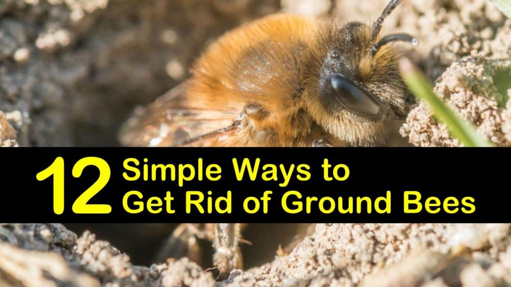 How to get rid of ground bees humanely – to protect these pollinators