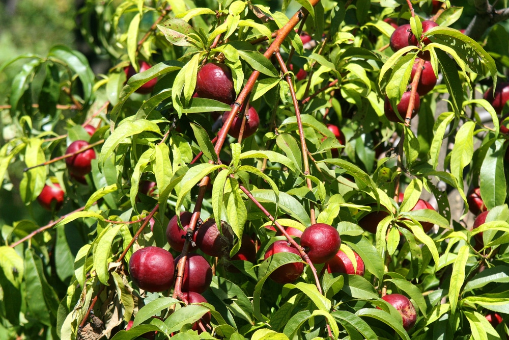 How to plant plum trees