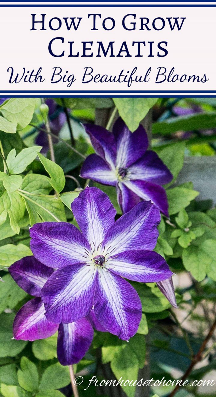 How to prune clematis – everything you need to know for beautiful blooms