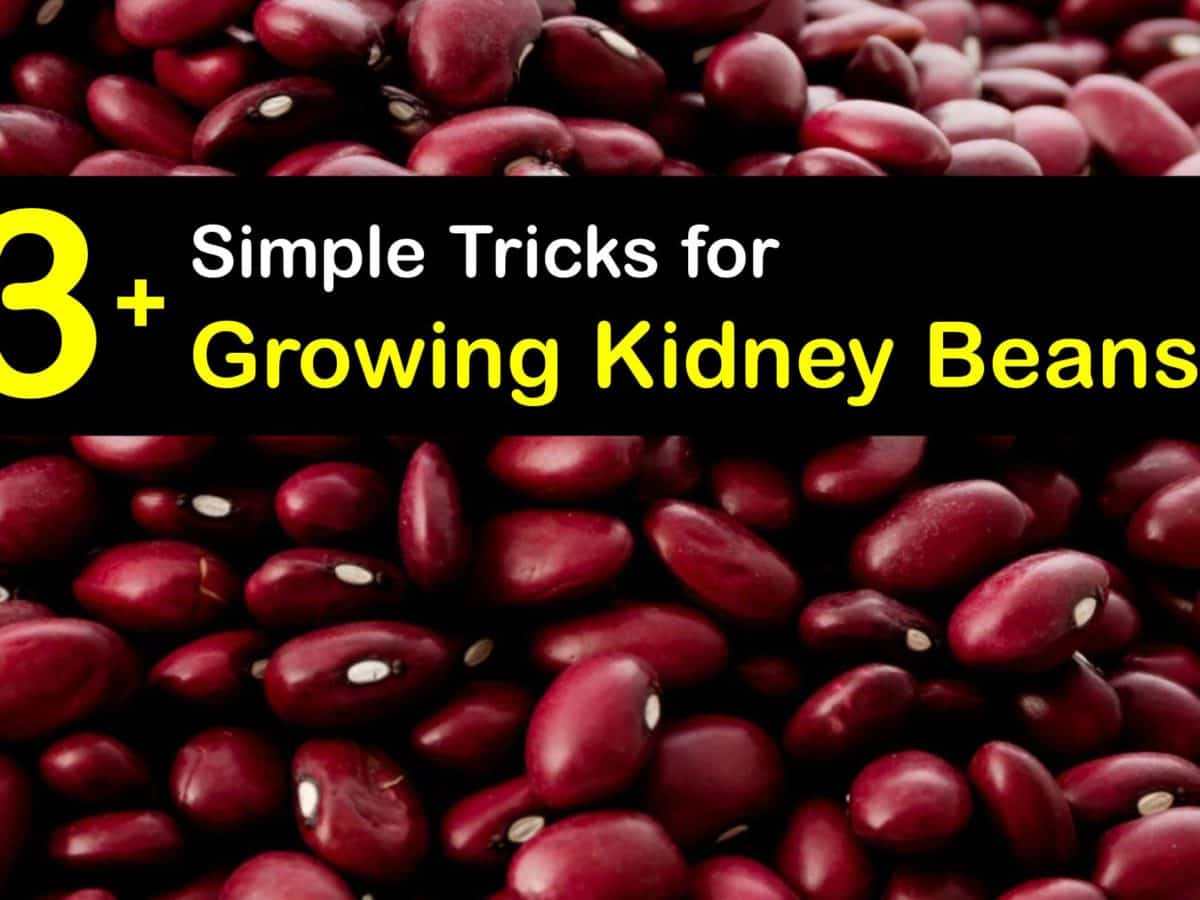1. Sowing the kidney bean seeds