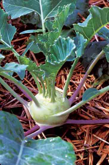 Can kohlrabi grow from cuttings