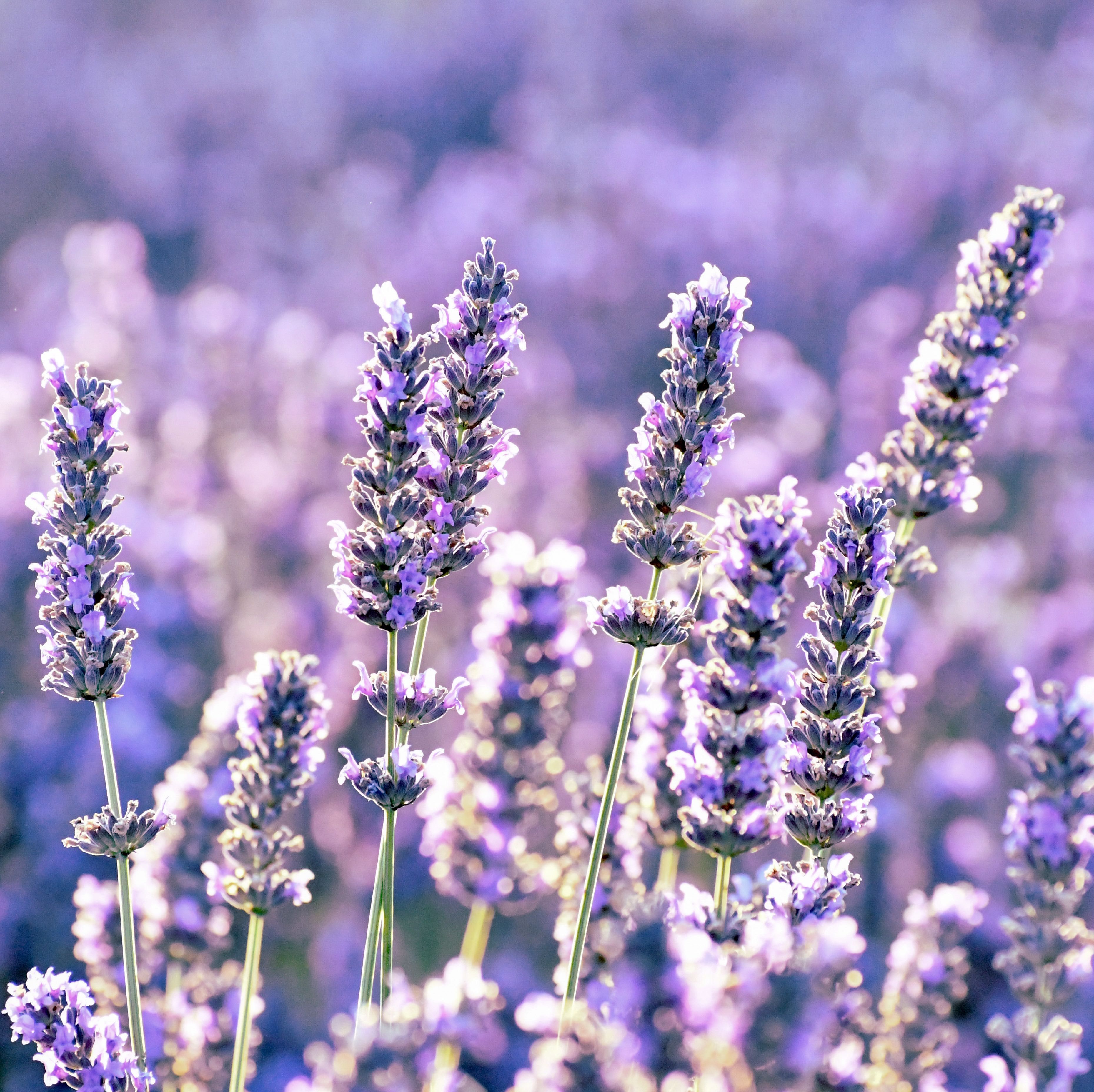 When to plant lavender – for wonderful scent and color