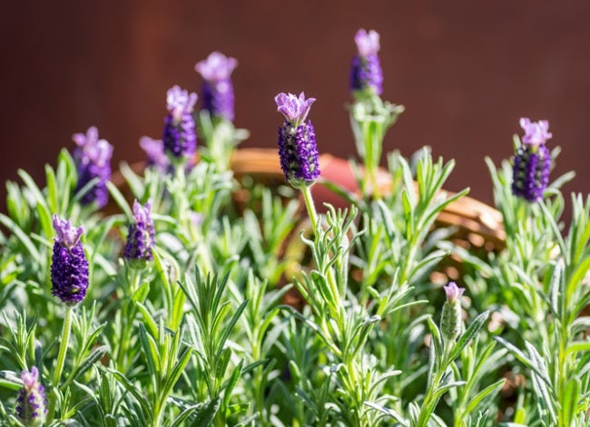 Can I grow lavender indoors And how doing so can boost your sleep and wellbeing
