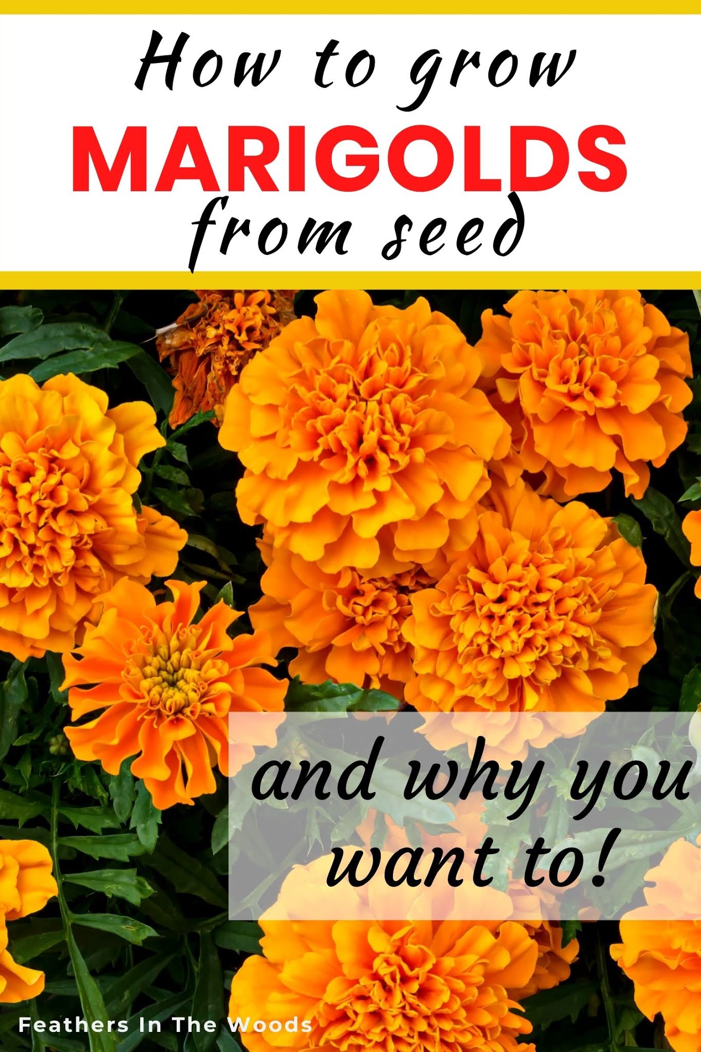 How to grow marigolds from seed