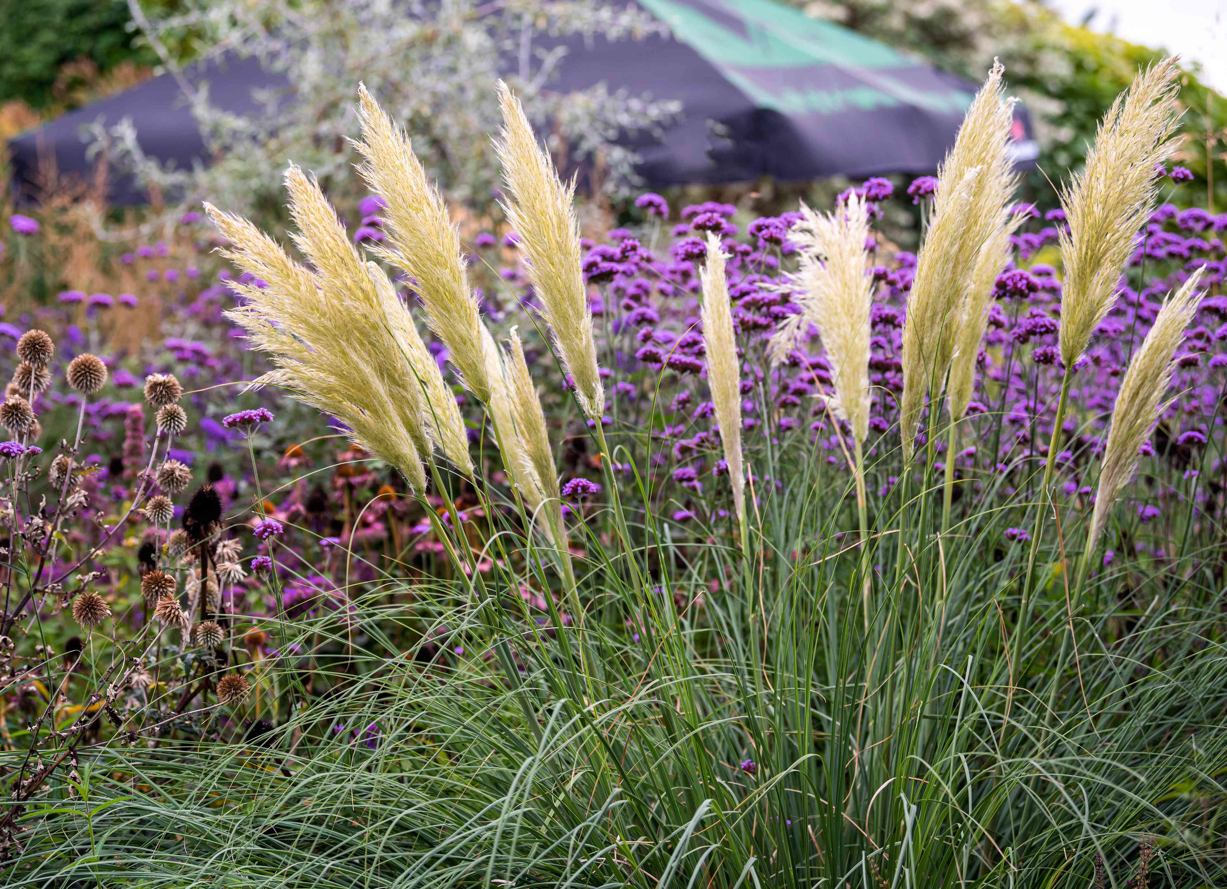 When to plant pampas grass