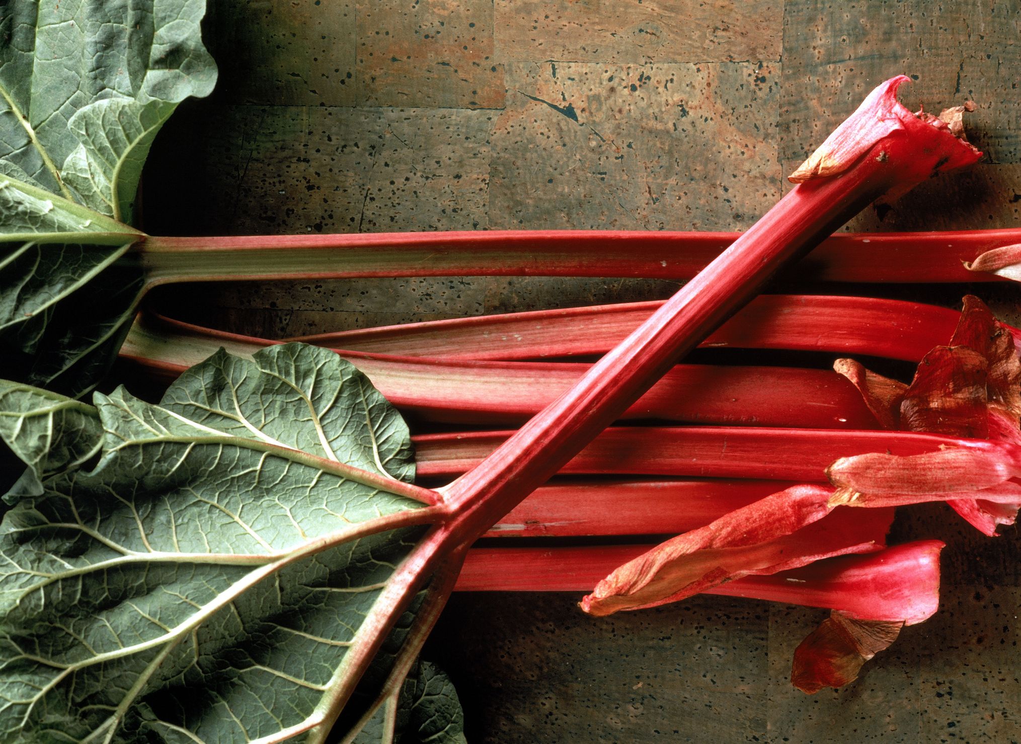 Where to grow forced rhubarb