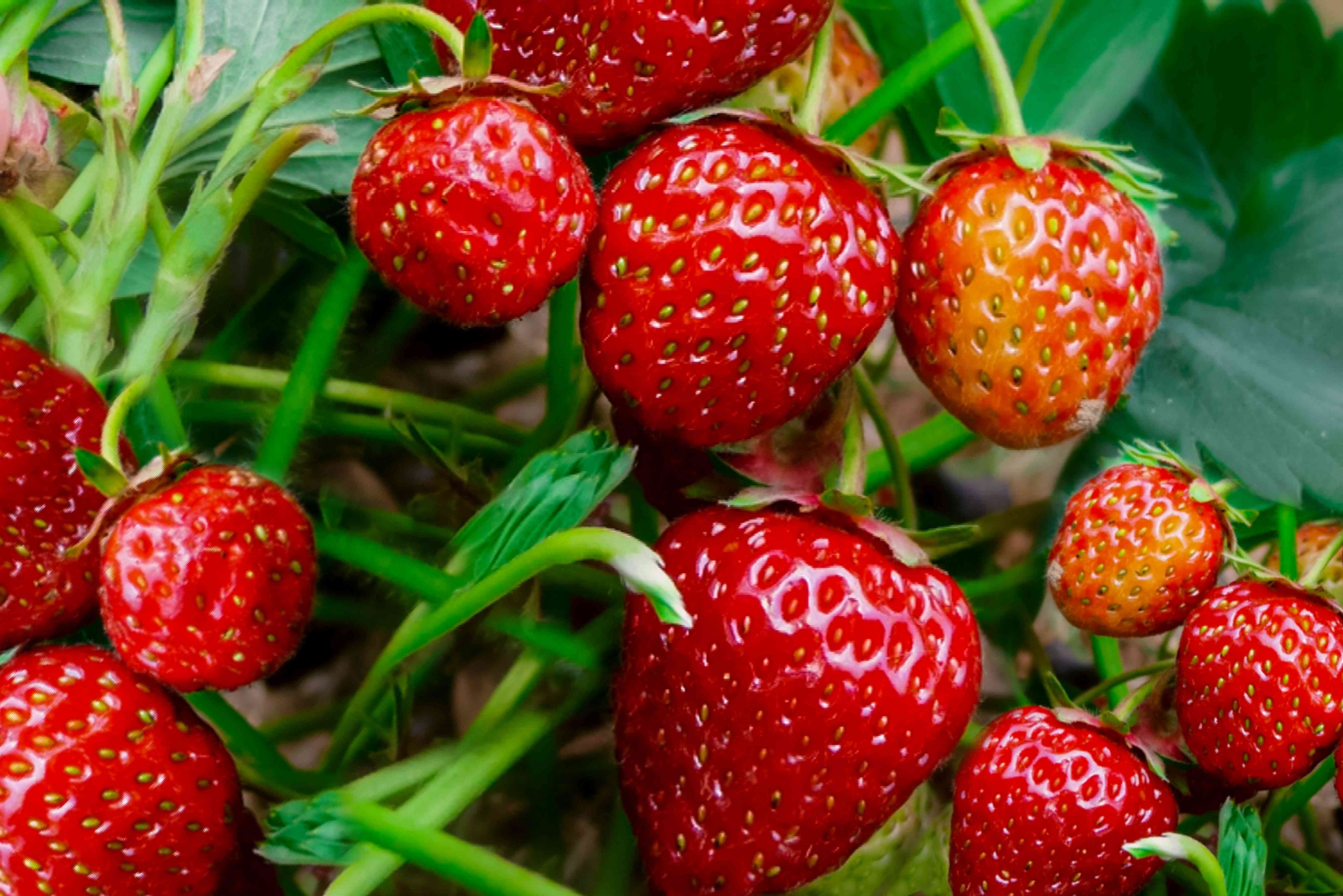 How to grow alpine strawberries – expert tips for healthy plants and tasty harvests