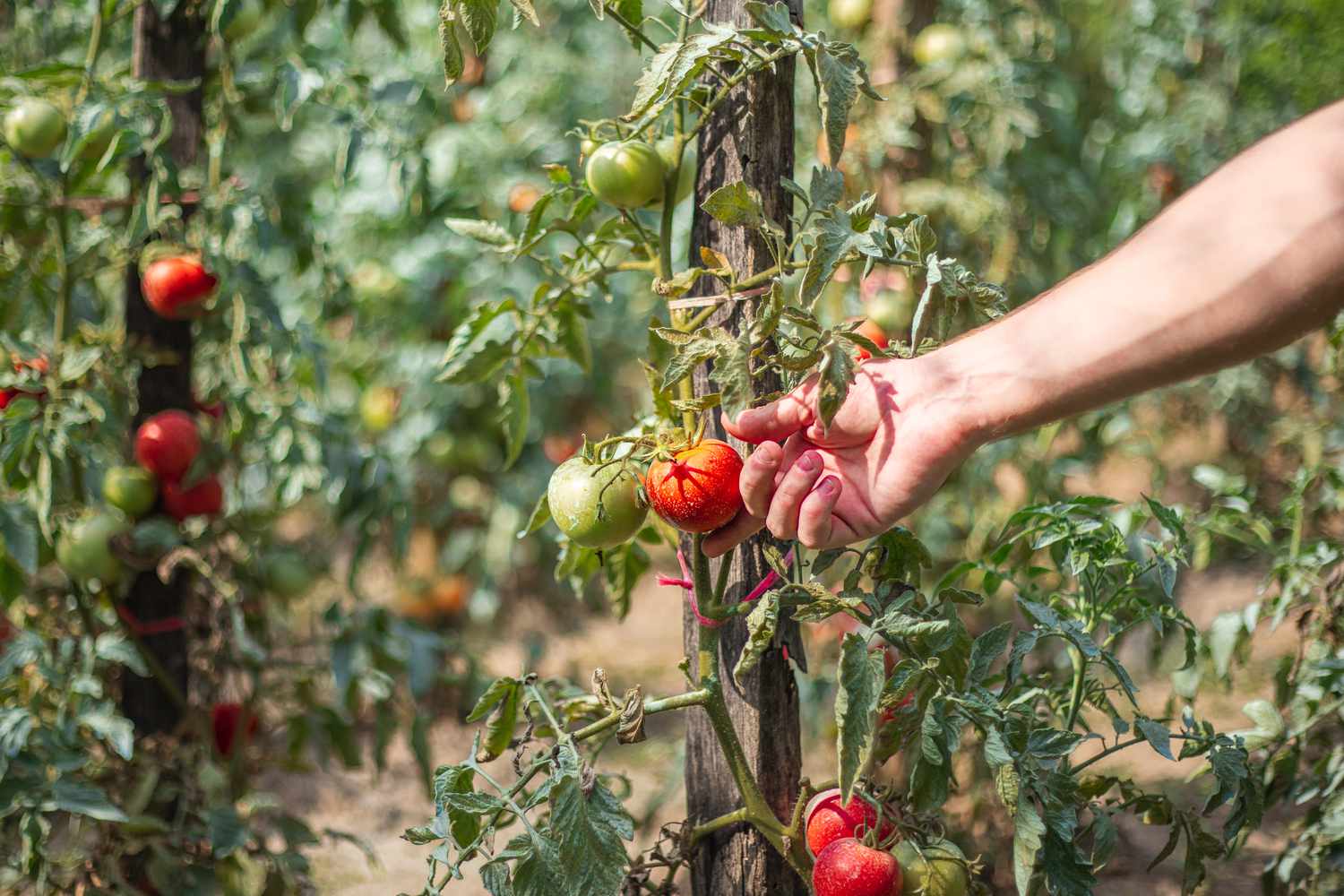Indeterminate vs determinate tomatoes – know the differences with these expert tips