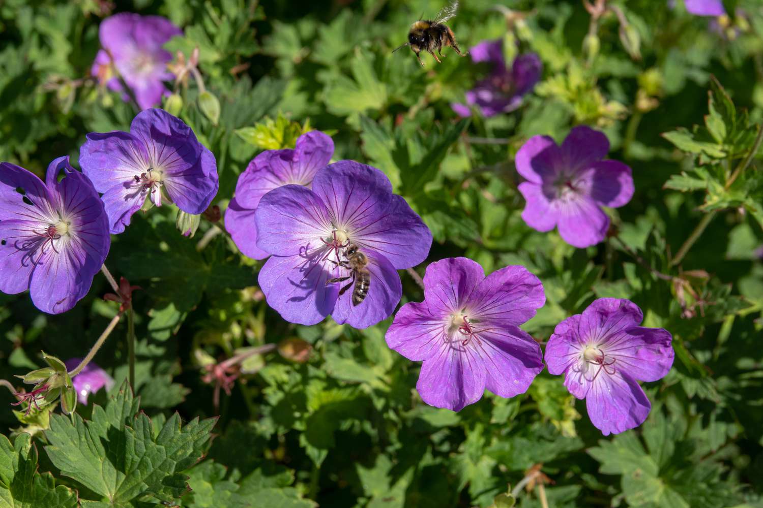 Hardy geraniums care and growing guide – expert tips on how to grow cranesbills