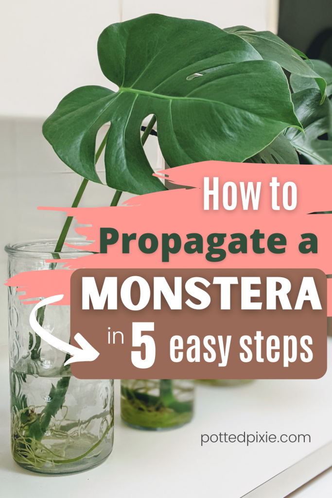Expert tips on how to propagate a monstera