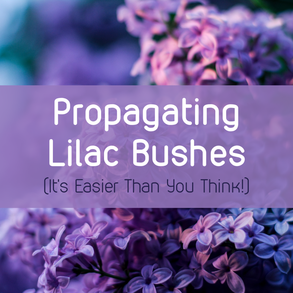 How to propagate lilacs – expert advice to get new plants from cuttings suckers and seed