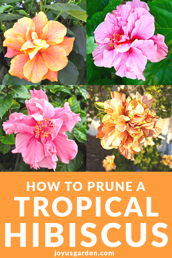 How to prune hibiscus – to keep them flowering for longer