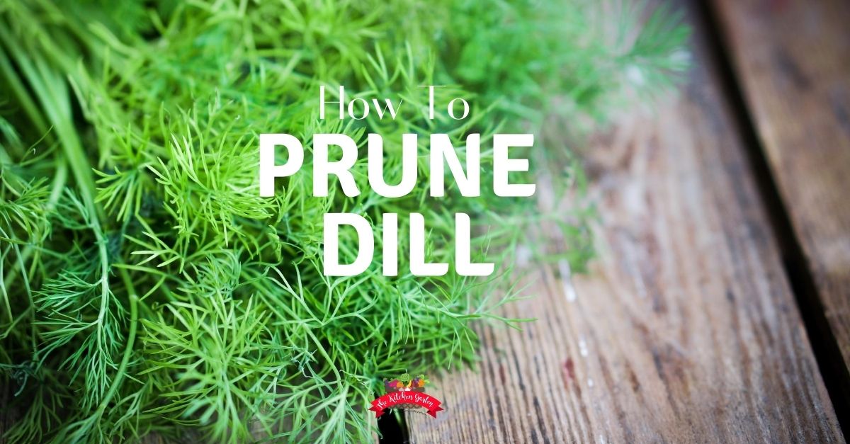 How to prune dill step-by-step